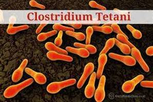 Gambar Clostridium Tetani