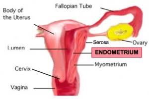 Gambar Endometrium