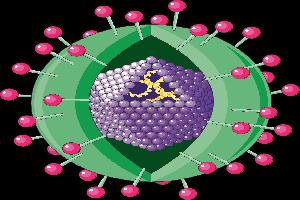 Gambar Hepatitis Virus