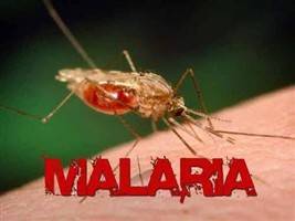 Gambar Malaria