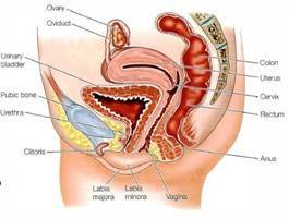 Gambar Organ Genitalia Wanita