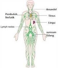 Gambar Sistem Limfatik