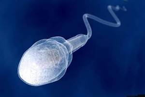 Gambar Sperma