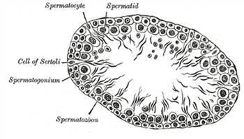Gambar Spermatosit Primer
