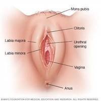 Gambar Vagina