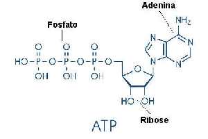 Gambar Adenosin Trifosfat