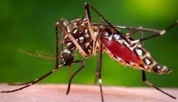 Gambar Aedes Aegypti