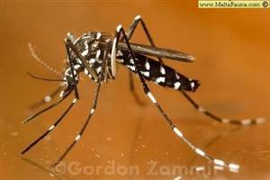 Gambar Aedes Albopictus