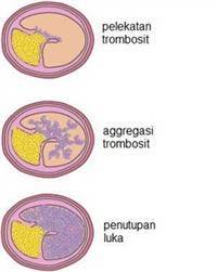 Gambar Antiagregasi Platelet