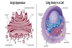 Gambar Badan Golgi