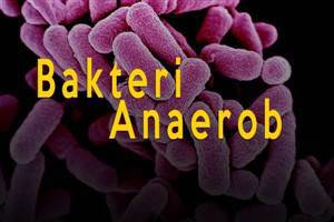 Gambar Bakteri Anaerob