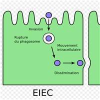 Gambar Bakteri Enteroinvasif