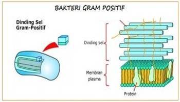 Gambar Bakteri Gram Positif