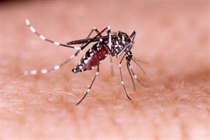 Gambar Demam Berdarah Dengue Derajat I
