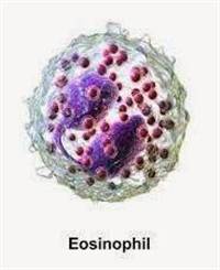 Gambar Eosinofil