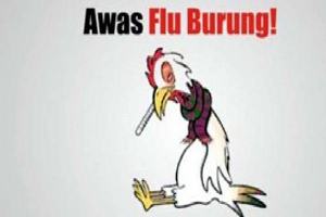 Gambar Flu Burung