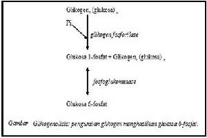 Gambar Glikogenolisis