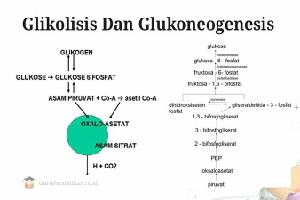 Gambar Glukoneogenesis