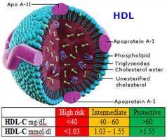 Gambar HDL