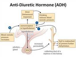 Gambar Hormon Antidiuretik
