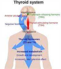 Gambar Hormon Tiroid