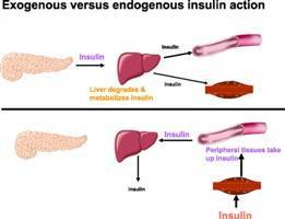 Gambar Insulin Endogen