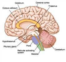 Gambar Korteks Otak Besar