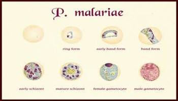 Gambar Malaria Malariae