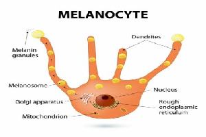 Gambar Melanosit