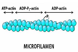 Gambar Mikrofilamen