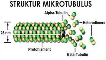 Gambar Mikrotubulus
