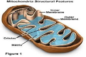 Gambar Mitokondria