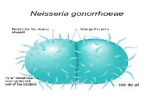 Gambar Neisseria Gonorrhoeae
