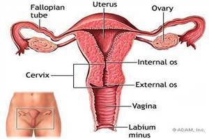 Gambar Organ Genitalia Interna Wanita