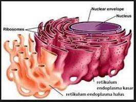 Gambar Retikulum Endoplasma Halus