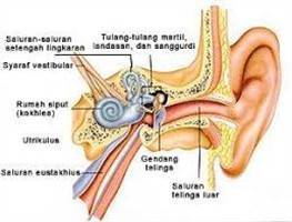 Gambar Sistem Pendengaran