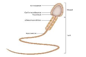Gambar Spermatozoa