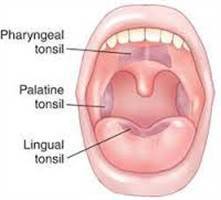 Gambar Tonsila Palatina