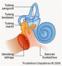 Gambar Tulang Pendengaran