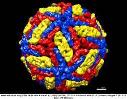 Gambar Virus Dengue